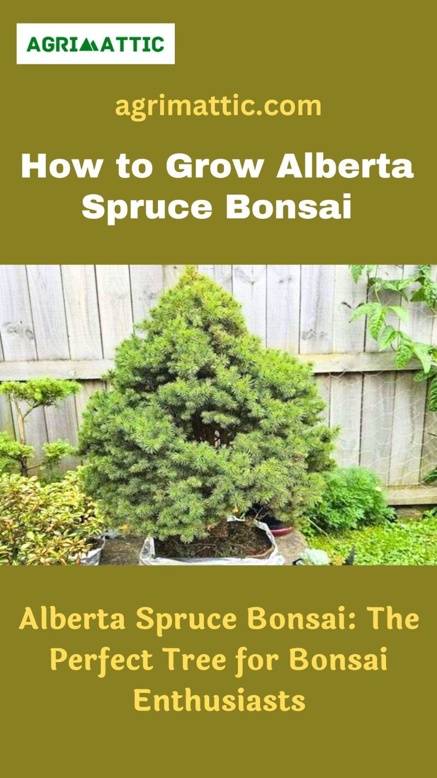 How To Grow Alberta Spruce Bonsai Agrimattic