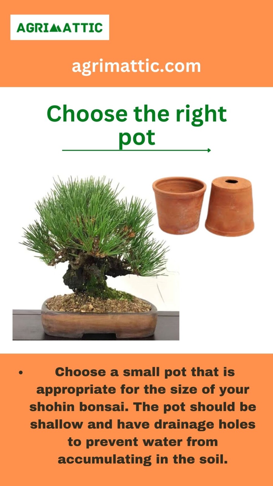 How To Grow Shohin Bonsai Agrimattic