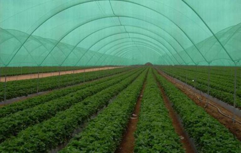 Shade Nets for Agriculture : Improving Crop Growth and Protection
