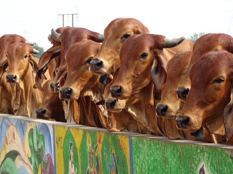 10 Best Cow Breeds in India: A Comprehensive Guide to India’s Most Popular Cattle Varieties