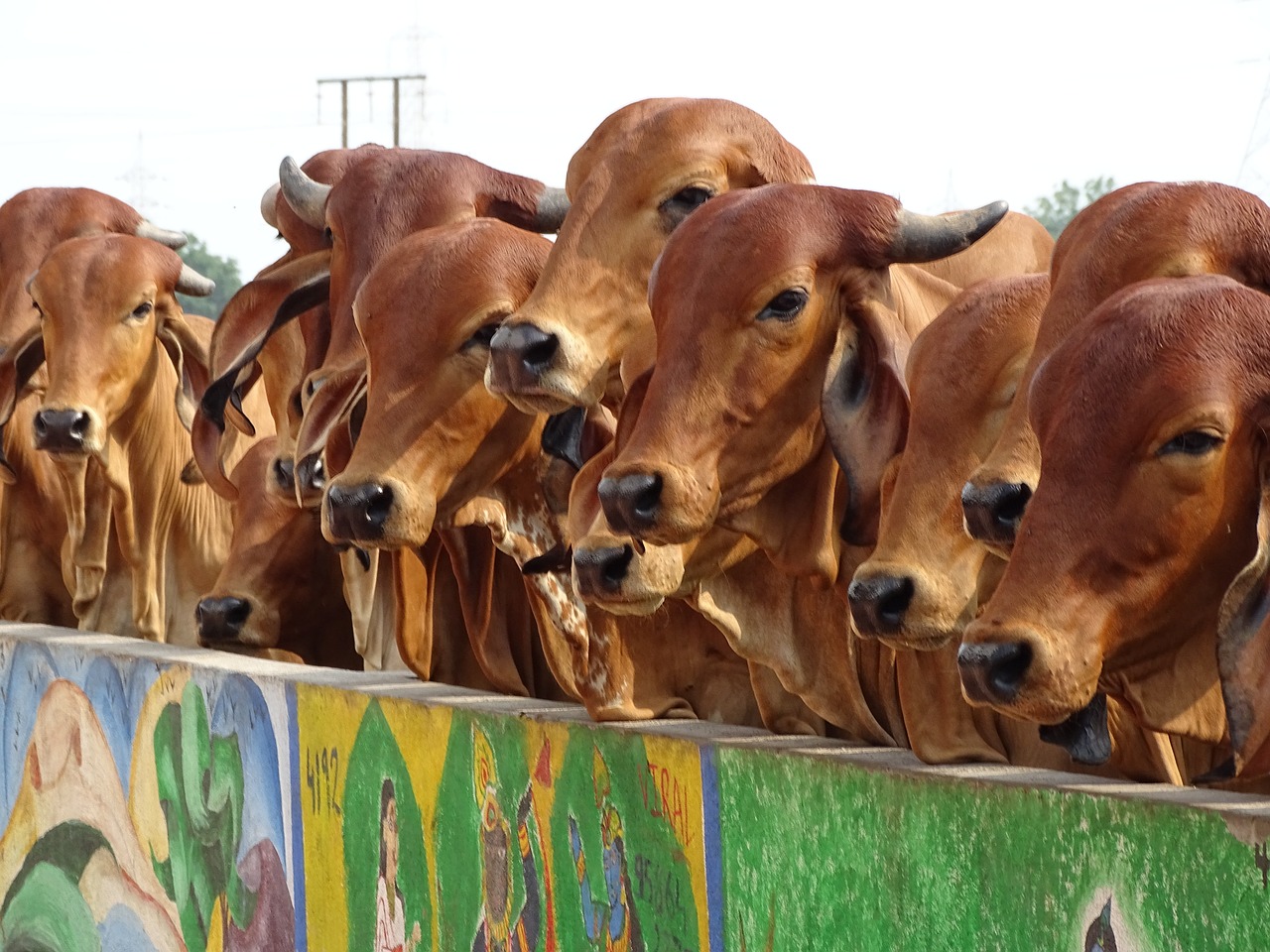 10 Best Cow Breeds in India