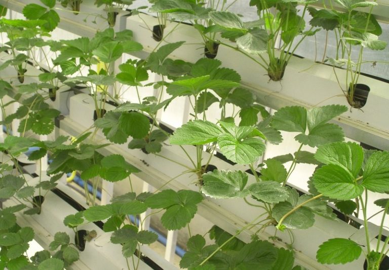 Hydroponic Farming: How This Soil-Free Method is Changing Agriculture