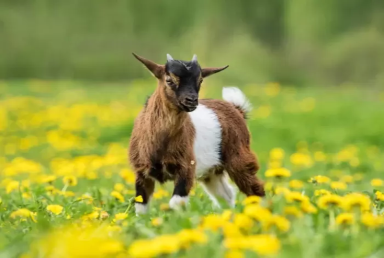 Pygmy Goats: The Ideal Breed for Urban Homesteading