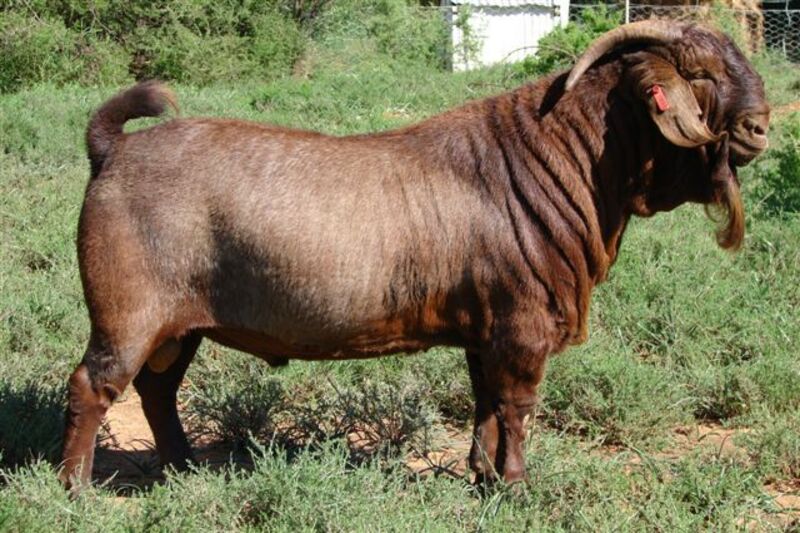 The Kalahari goat