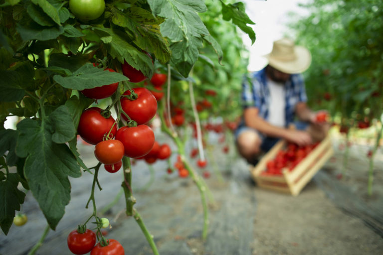 Urban Farming: The Future of Sustainable Agriculture