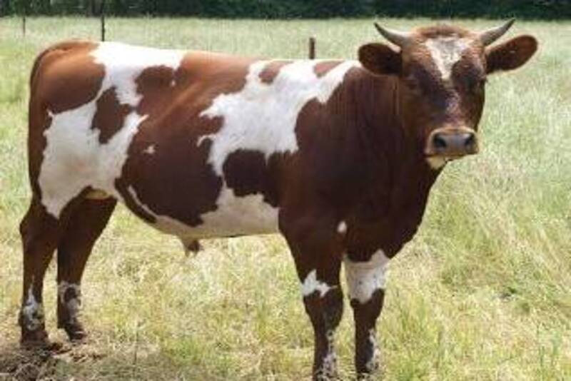 Ayrshire Cattle
