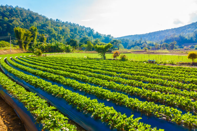10 Principles of Sustainable Agriculture: A Holistic Approach to Responsible Food Production
