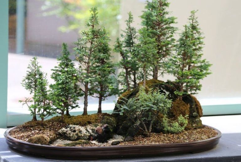 Bonsai Forests: Bringing Nature’s Serenity into Your Living Space