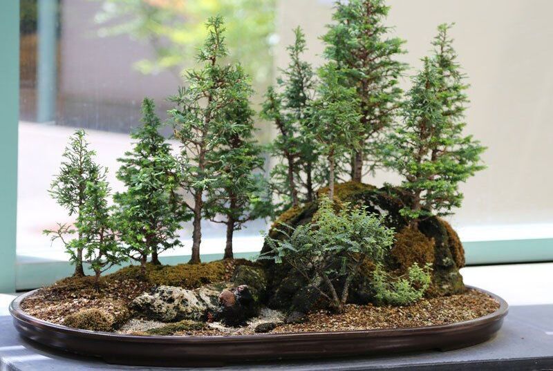 Bonsai forests