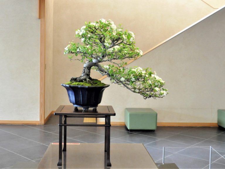 Cascade Bonsai: An Ancient Art Form with Modern Appeal