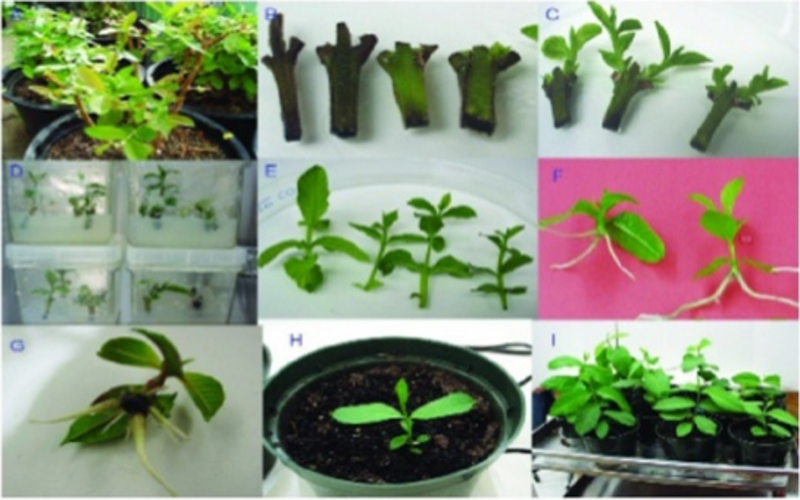 Clonal Selection in Plant Breeding
