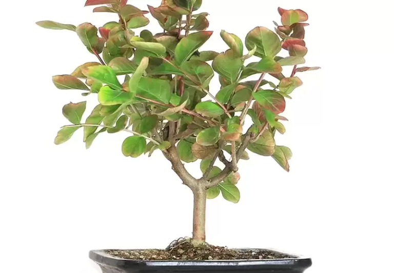 Crepe Myrtle Bonsai: A Unique and Stunning Addition to Your Home