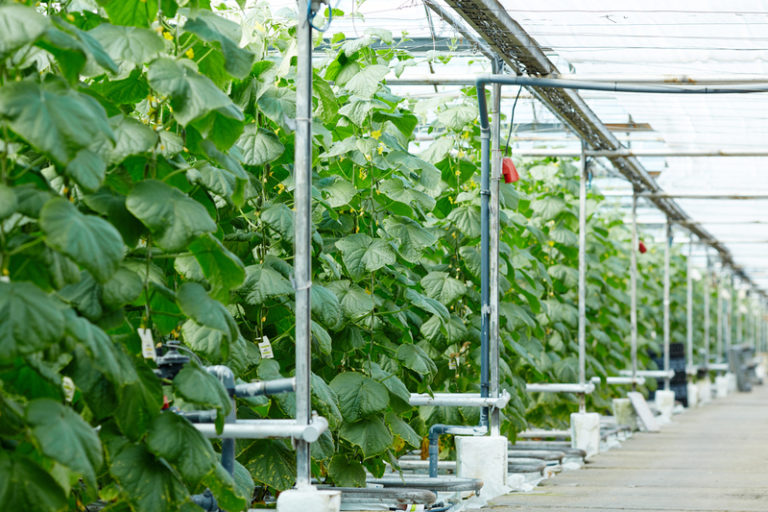 Electro-Horticulture: An Innovative Approach to Agriculture