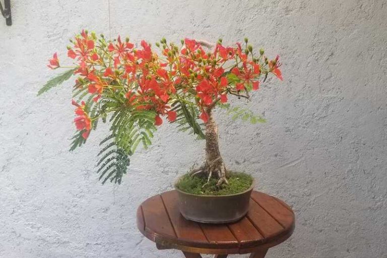 Flame Tree Bonsai: A Unique and Rewarding Hobby for Nature Lovers