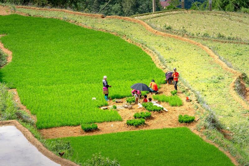 Indigenous agriculture