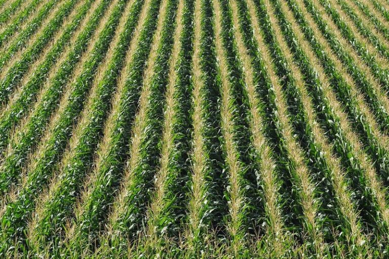 Monoculture: Pros and Cons of a Single Crop Farming Practice