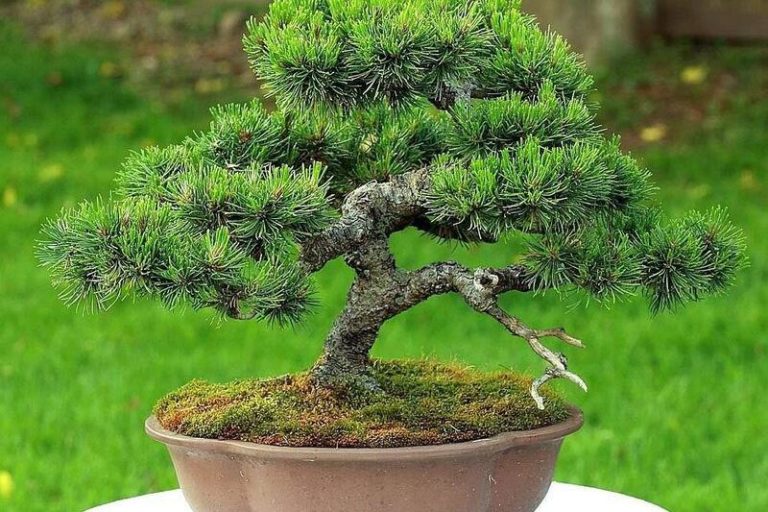 Mugo Pine Bonsai: The Ultimate Decorative Piece for Your Living Room