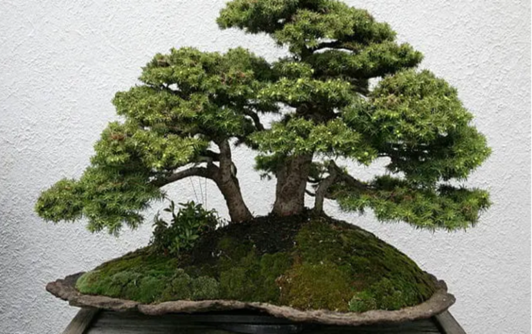 Norway Spruce Bonsai: Enhance Your Home Décor with a Natural Touch