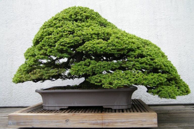 Spruce Bonsai: A Symbol of Beauty and Tranquility for Your Loved Ones