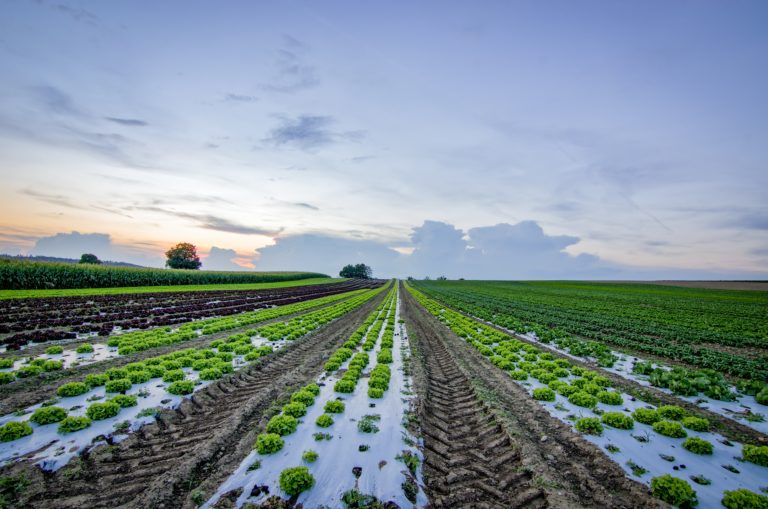 Sustainable Crops: The Key to a Healthier and More Resilient Food System