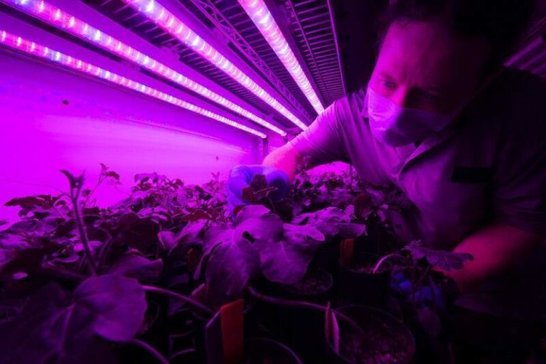UV Light in Agriculture: Benefits, Applications, and Safety Considerations