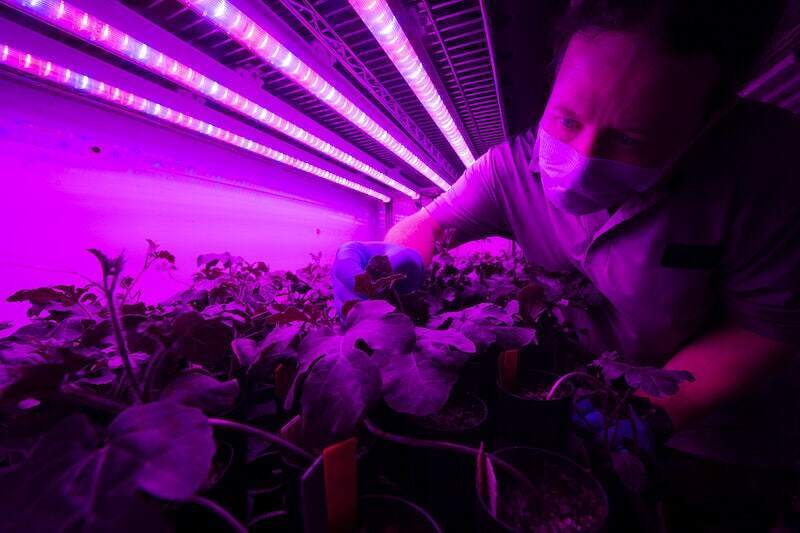 UV Light in Agriculture