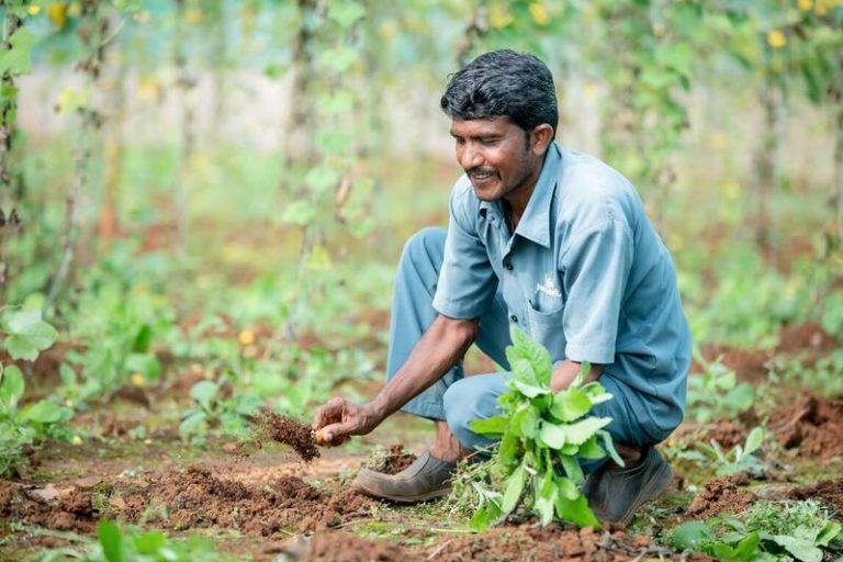 Zero Budget Natural Farming: Empowering Small-Scale Farmers and Rural Communities