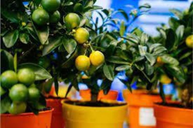 Bonsai Lemon Tree: More than Just a Pretty Plant