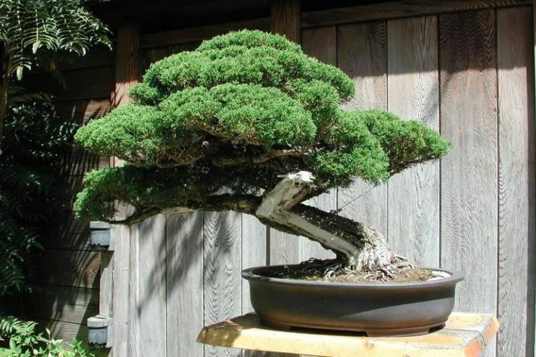 Acacia Bonsai: A Miniature Tree That Enhances Your Living Space