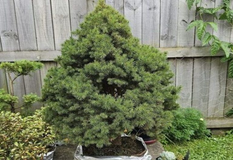 Alberta Spruce Bonsai: The Perfect Tree for Bonsai Enthusiasts