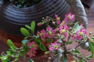 Barbados Cherry Bonsai