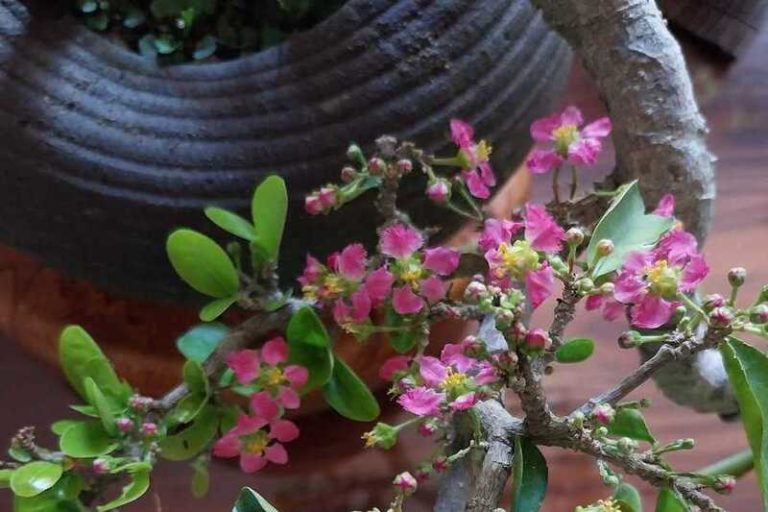 Barbados Cherry Bonsai: A Gift That Keeps on Giving