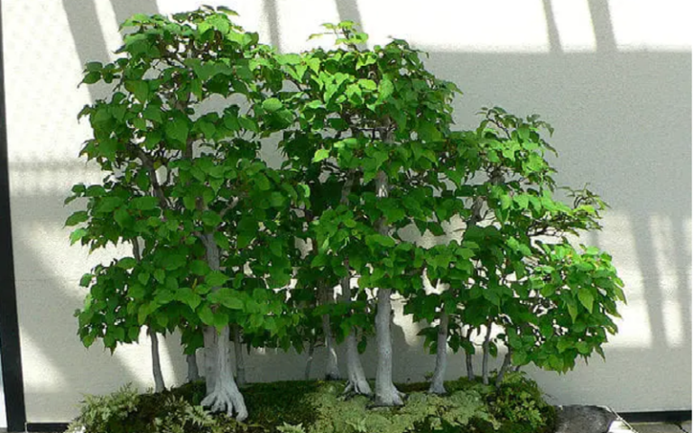Birch Bonsai: The Graceful Miniature Tree