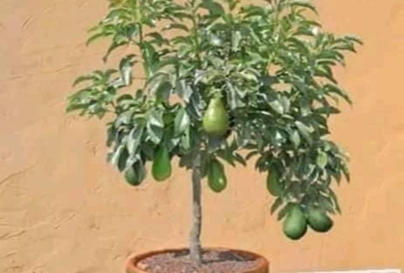 Bonsai Avocado Tree