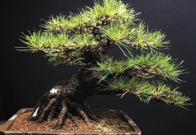 Bonsai Japanese Black Pine : The Art of Cultivating a Miniature Masterpiece