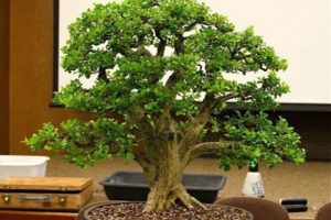 Bonsai Live Oak