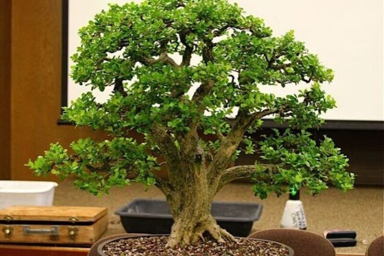 Bonsai Live Oak: A Living Work of Art for Your Home or Office
