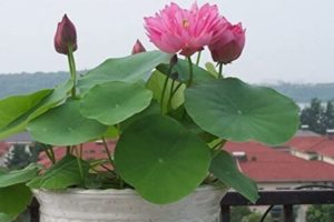 Bonsai Lotus