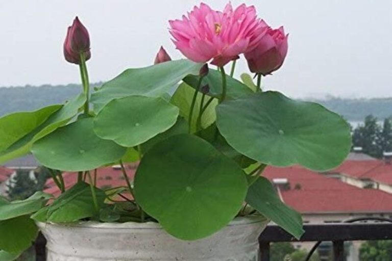 Bonsai Lotus: The Art of Creating Miniature Zen Gardens