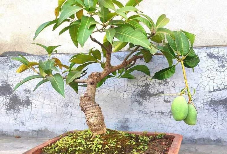 Bonsai Mango Tree : A Miniature Delight for Your Home