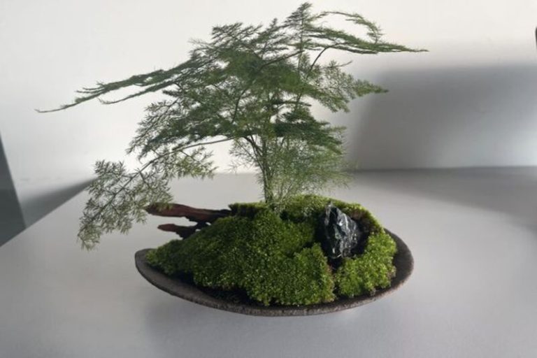 Bonsai Moss : The Secret to a Healthy and Beautiful Bonsai Tree