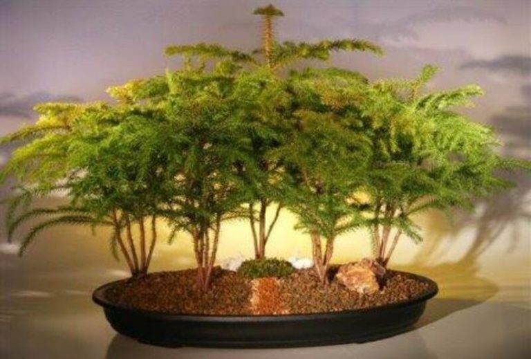 Bonsai Norfolk Island Pine: A Low-Maintenance and Stylish Plant for Your Home or Office