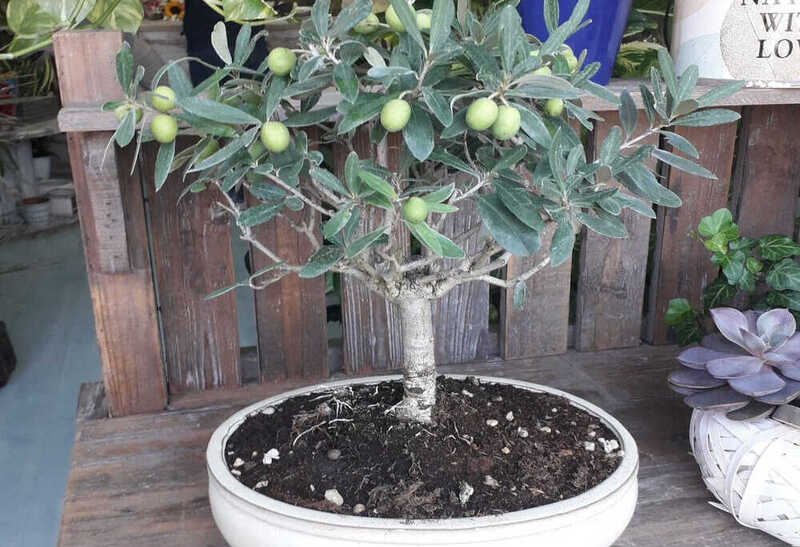 Bonsai Olive Tree