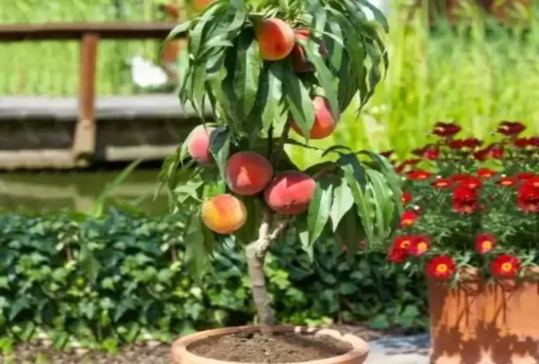 Bonsai Peach Tree: A Miniature Tree with Maximum Charm
