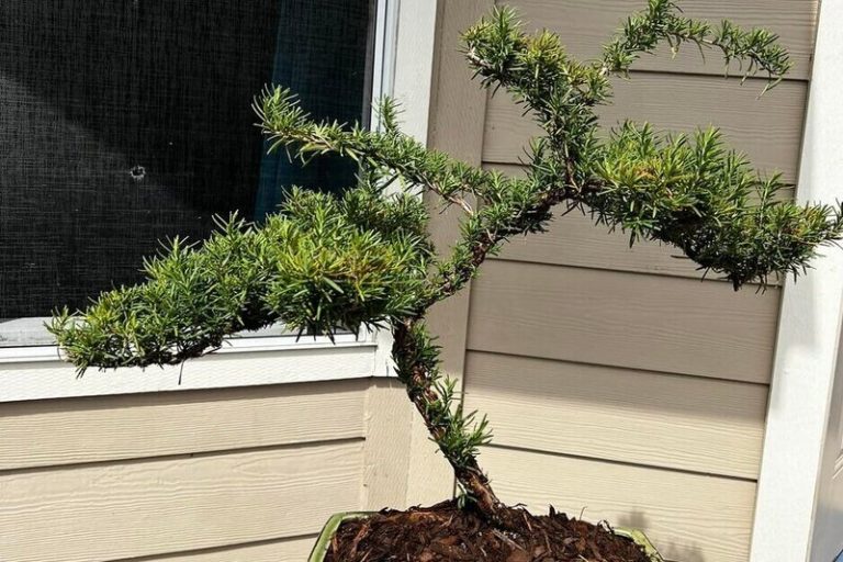 Bonsai Rosemary: Bringing the Mediterranean to Your Home