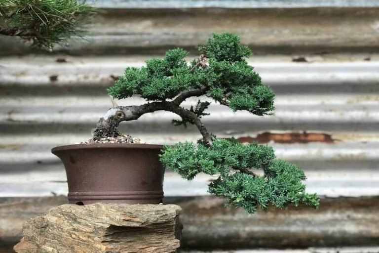 Cascade Juniper Bonsai: A Unique and Timeless Gift for Nature Enthusiasts and Gardeners