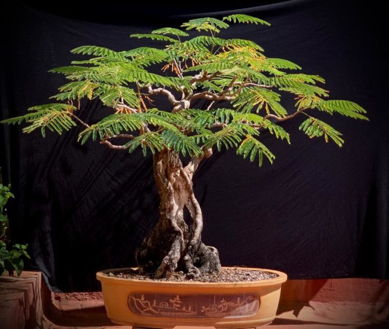 Delonix Regia Bonsai: A Symbol of Nature’s Beauty and Resilience