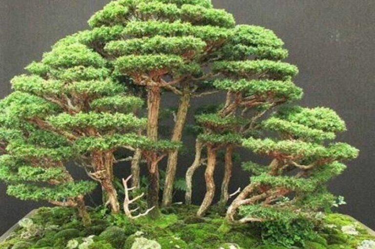 Eastern Red Cedar Bonsai: A Living Sculpture for Your Home or Office