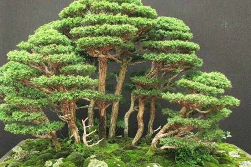 How To Grow Eastern Red Cedar Bonsai Agrimattic