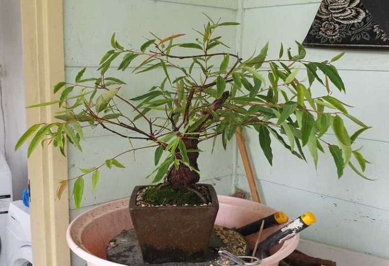 Eucalyptus Bonsai: The Perfect Addition to Your Indoor Garden